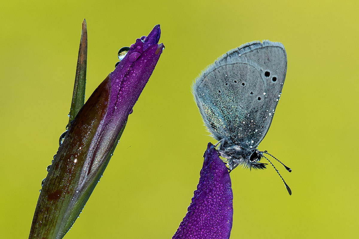 Lycaenidae: Glaucopsyche alexis